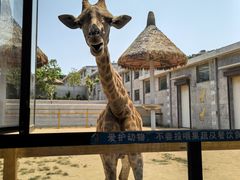 -西霞口神雕山野生动物世界