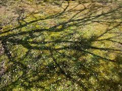 -蜀冈西峰生态公园