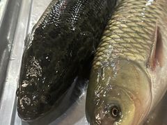 -金三可市井水煮鱼(金碧园店)