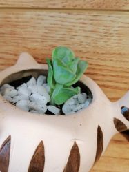 点击看大图 -爱秀造型