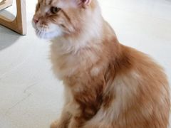 -藏猫猫咖啡主题馆(中央大道店)