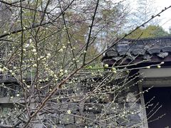 -杭州植物园