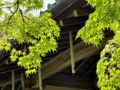 -西芳寺(苔寺)