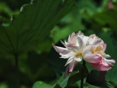 -陈家山荷花公园
