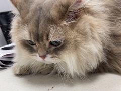 -艾贝尔宠物医院·宠保定点·超声绝育·免疫点(樱花路店)