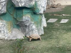 -广东惠东海龟国家级自然保护区