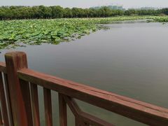 -荷塘月色湿地公园·向阳花洲