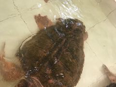 -广东惠东海龟国家级自然保护区