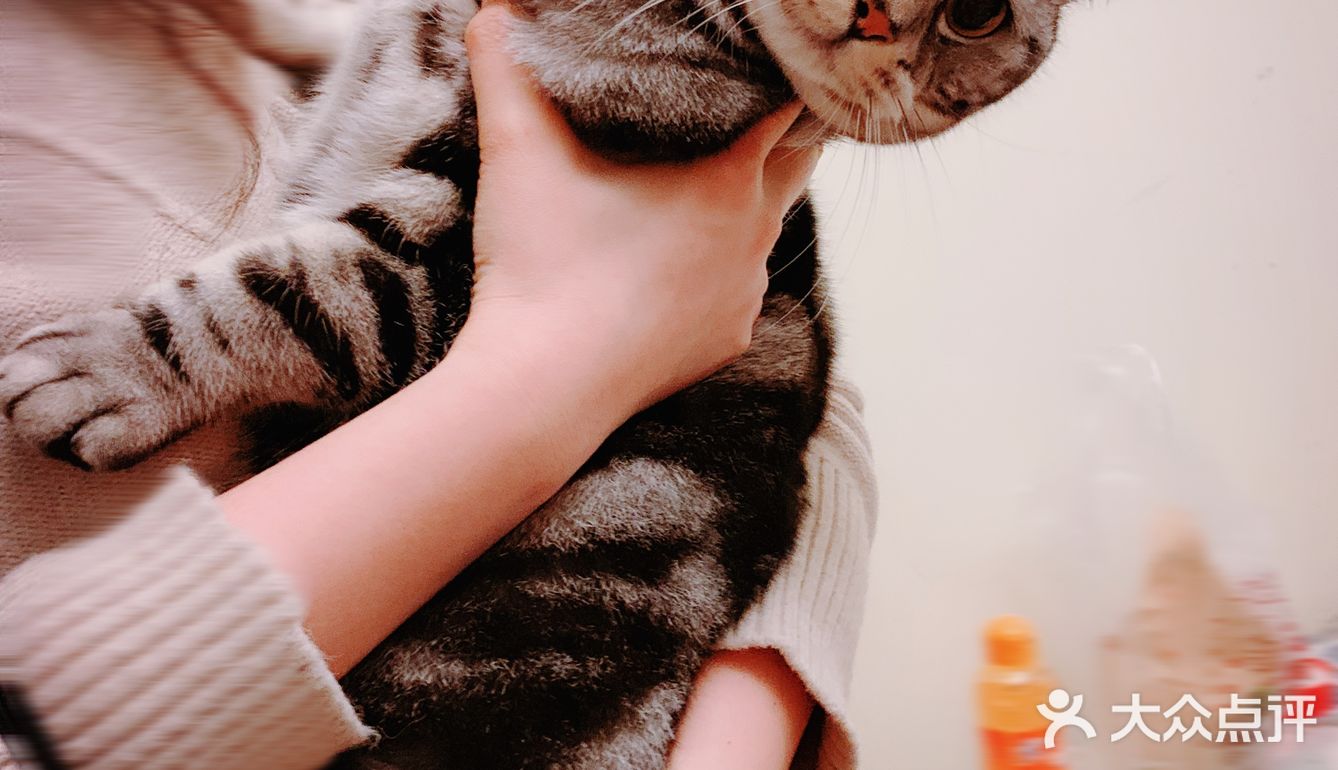 我的邻居是喵喵