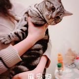 我的邻居是喵喵