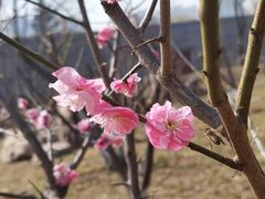 -洛阳市隋唐城遗址植物园