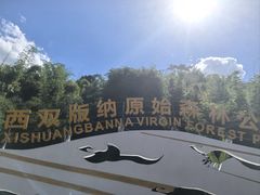 -西双版纳原始森林公园