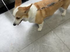 -半岛宠物医院24小时(白果林店)