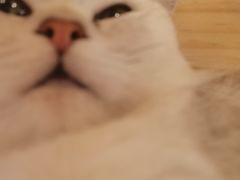 -猫咪派对(江南西店)