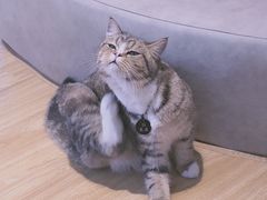 -啵啵喵·猫咖(攀华国际店)