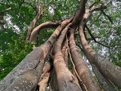 -瑞丽独树成林风景区