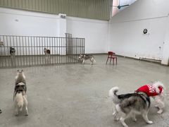 -星多哈·狗咖·拼豆·咖啡