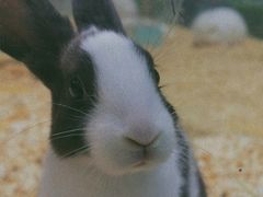 -龟与熊猫宠物公园(南坪店)