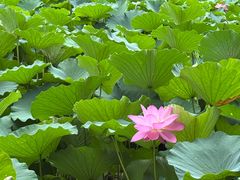 -莲池书院博物馆