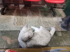 -猫咪博物馆(顶澳仔猫街店)