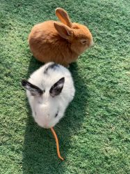 -萌宠亲子动物乐园(槐房万达店)