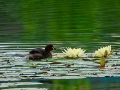 -白鹭湾湿地公园