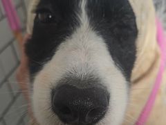 -趣玩宠物乐园寄养训犬训狗游泳池