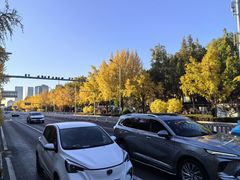 -三里屯东五街银杏大道