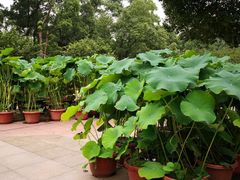 -南山植物园