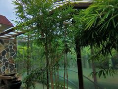 -山壹竹庭院餐厅