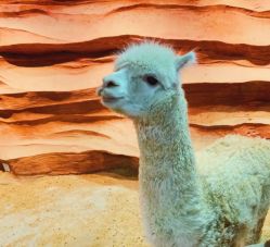 -酷嗒动物文化乐园(cutezoo西溪乐天城店)