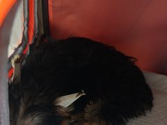 -瑞派宠物医院·24h·骨外科·皮肤科·全科宠物医疗转诊中心(沈阳浑南院)