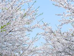 -高东镇樱花园