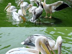 -云南野生动物园