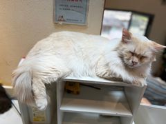 -猫小院猫主题餐厅(南锣旗舰店)