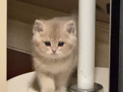 -lincat·猫舍(广州店)
