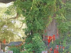 -大槐树寻根祭祖园