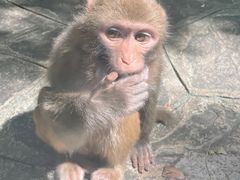 -黔灵山公园