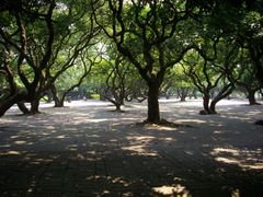 小树林-四海公园(南山区)