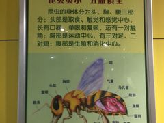 -上海昆虫博物馆