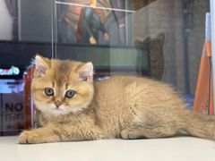 -瑞派·关忠动物医院·猫专科·犬专科(三环新城店)