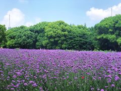 -上海共青森林公园