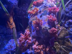 -暹罗海洋世界