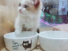 -屋虎猫馆(宝安大仟里店)
