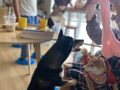 -南京Hallo宠物乐园·哈罗犬舍·柴犬繁育基地