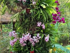 -溪岸路花鸟市场