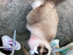 -喵屿·大理花园猫咖