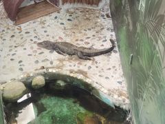 -上海大自然野生昆虫馆(东方明珠·爬宠昆虫探索中心)