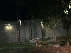 -清迈夜间动物园