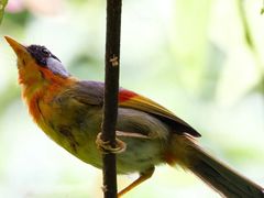 -梧桐山风景名胜区